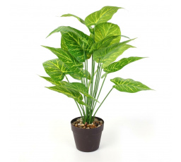 Műnövény Alocasia 55 cm