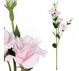 Eustoma - művirág, rózsaszín
