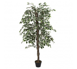 Műnövény Benjamin 170 cm