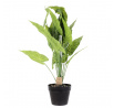 Műnövény Alocasia 55 cm