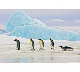 PENGUINS KÉP 120X80