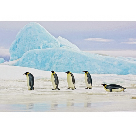 PENGUINS KÉP 120X80